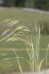 Field brome